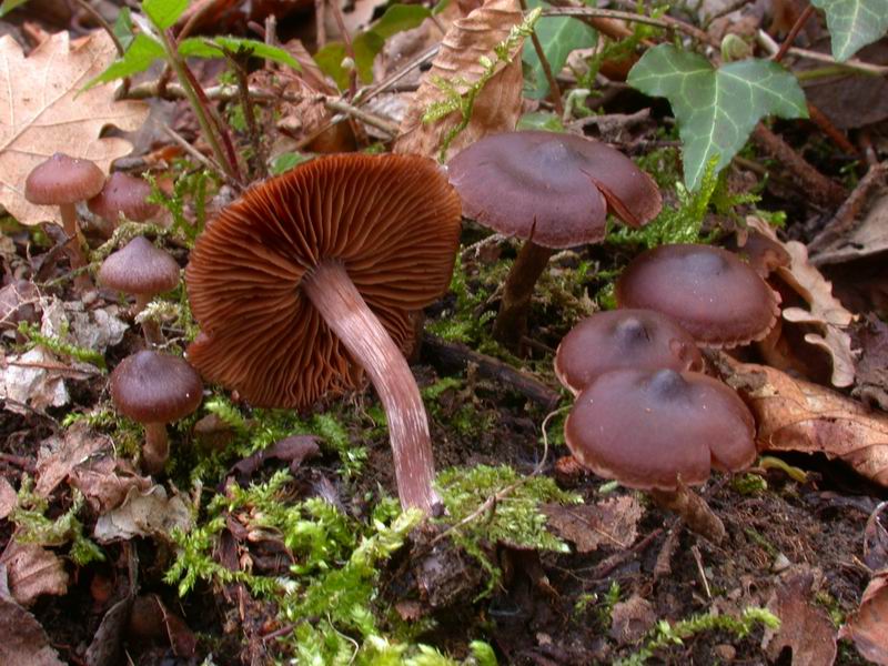 Mycoflora toscana - Cortinarius vernus